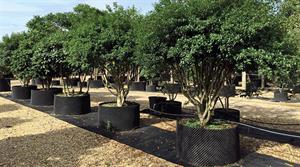 Lines of trees at Deepdale Trees